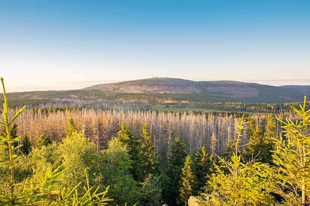 Der Harz
