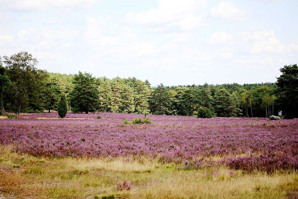 Lüneburger Heide im Norddeutschen Tiefland Lüneburger Heide im Norddeutschen Tiefland