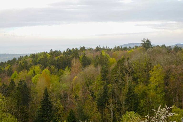 Mehr über den Artikel erfahren Oberpfälzer Wald