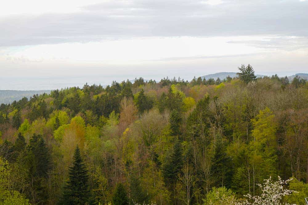 Du betrachtest gerade Oberpfälzer Wald